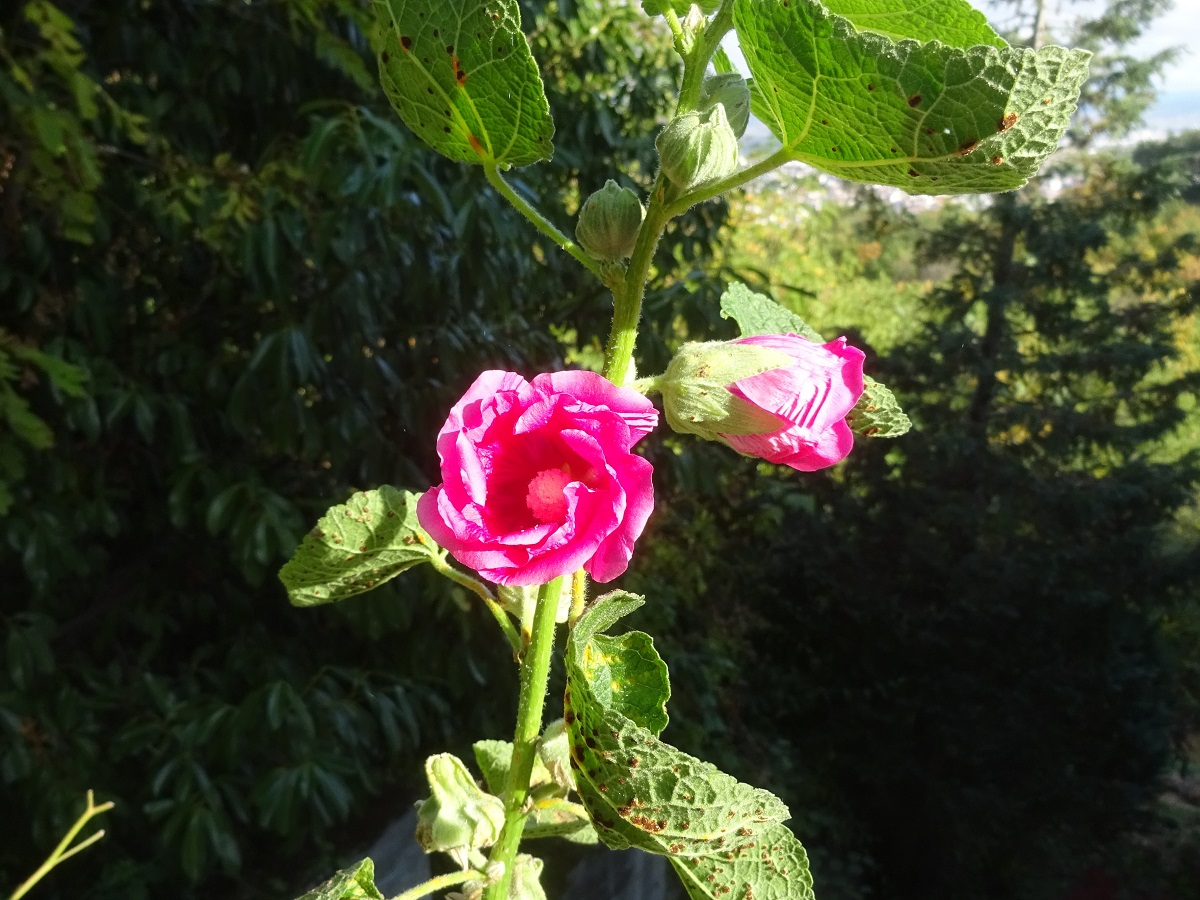 Alcea rosea (Malvaceae)